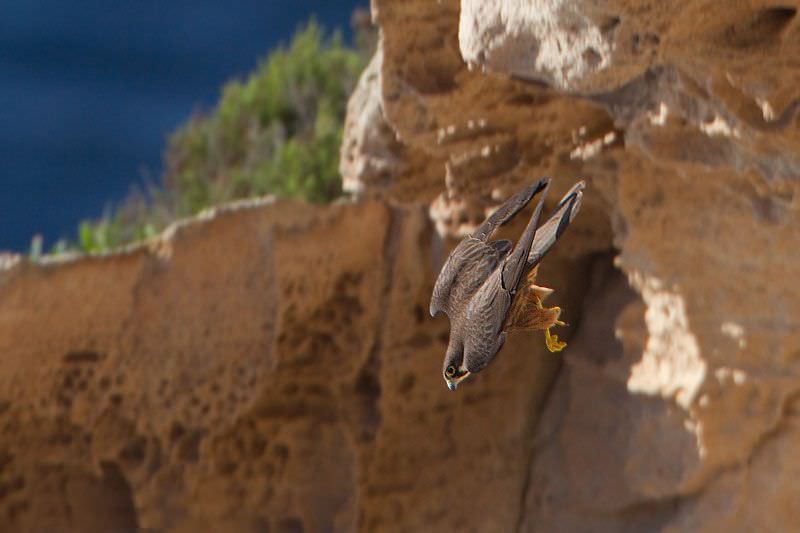 Skopelos Birdwatching Birdwatching Tours Birding Spots Best Birdwatching Bird Species Birdwatching Guide Birdwatching Holidays Birdwatching Tips