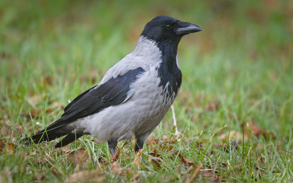 Skopelos Birdwatching Birdwatching Tours Birding Spots Best Birdwatching Bird Species Birdwatching Guide Birdwatching Holidays Birdwatching Tips