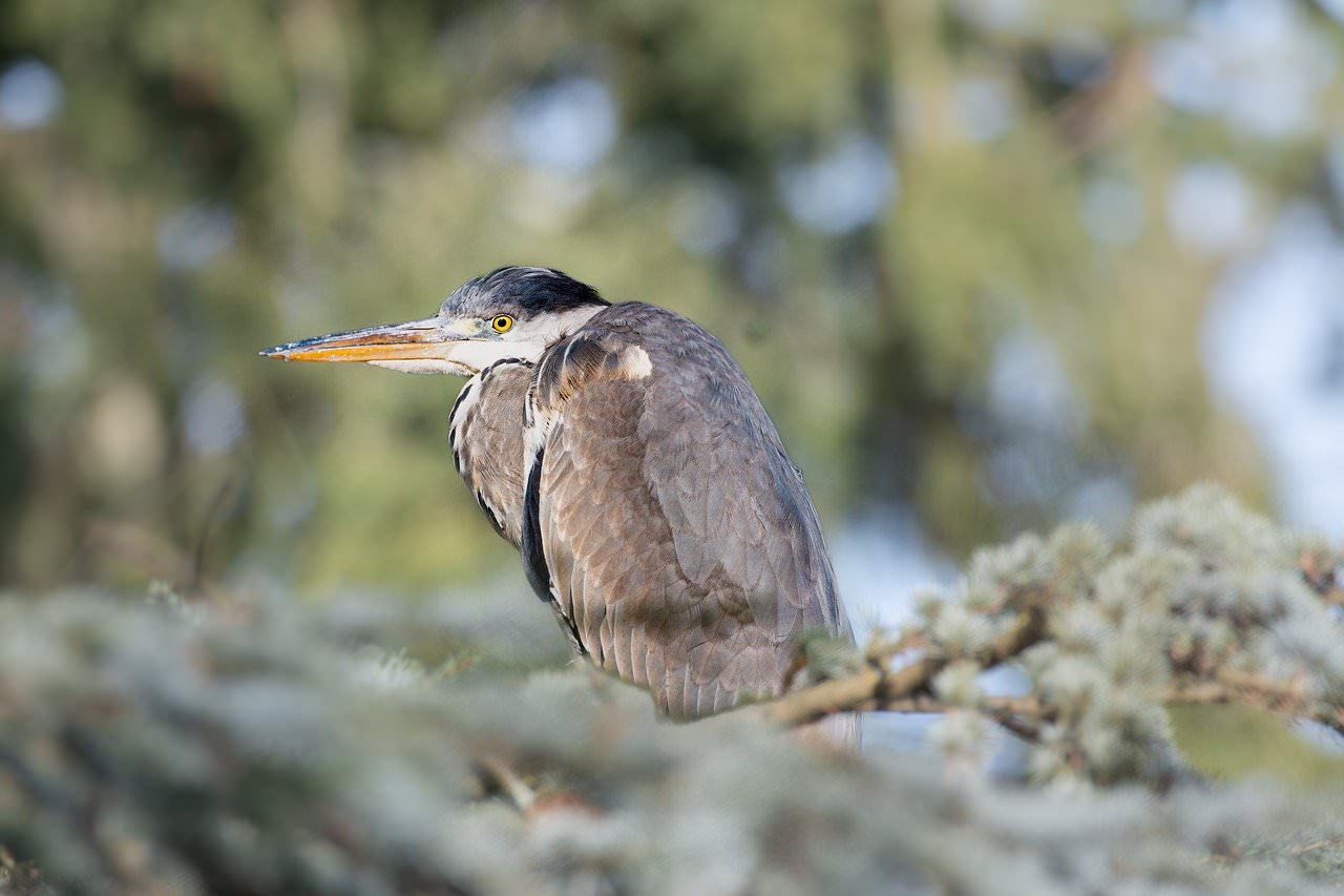 Skopelos Birdwatching Birdwatching Tours Birding Spots Best Birdwatching Bird Species Birdwatching Guide Birdwatching Holidays Birdwatching Tips
