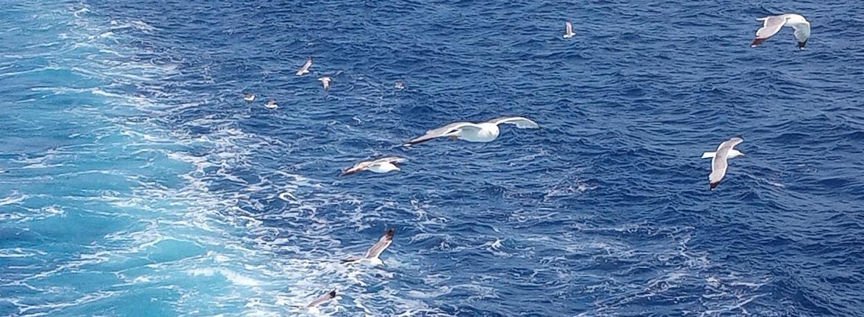skopelos com sea birds Skopelos Sea Birds