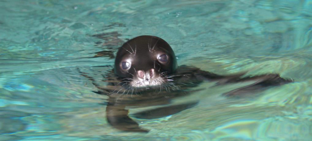 skopelos com sea park alonissos The Very Best Of Skopelos, Sea Park Alonissos Mediterranean Seal