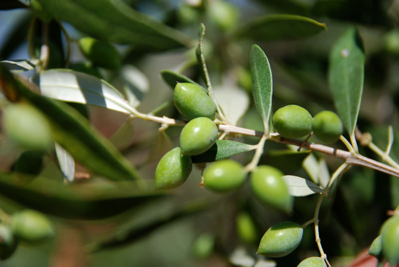 Olive Oil Skopelos, Traditional Products