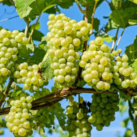 Grapes Skopelos, Wine Traditional Products