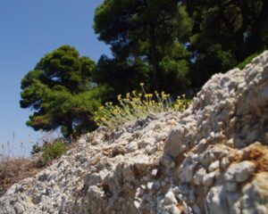 Φύση Της Σκοπέλου, Σκόπελος Φύση, Η Χλωρίδα Της Σκοπέλου, Τα Λουλούδια, Τα Πουλιά, Χόρτα, Πεύκα, Η Είναι Το Πράσινο Στο Μπλε Νησί