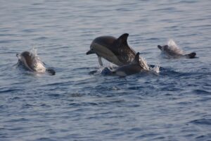 Skopelos Sea Excursion Dolphin Of