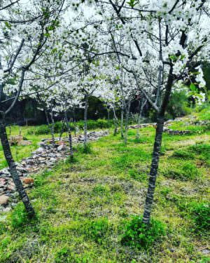 Skopelos Experience