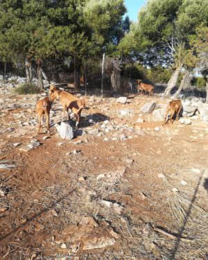 Skopelos Experience