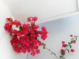 Aggela Guesthouse