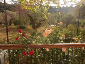 Skopelos Dafnes