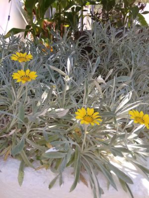 Skopelos Dafnes